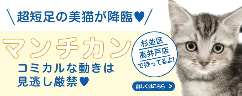 高井戸店おすすめベイビーマンチカン