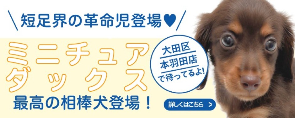 本羽田店おすすめベイビーミニチュアダックスフント