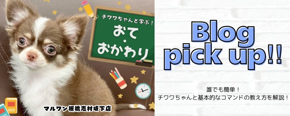 チワワ