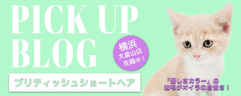 レビュー／ブリティッシュ
