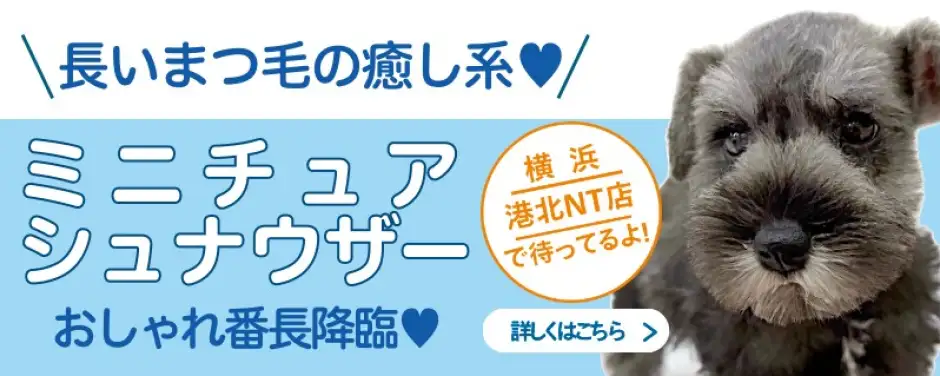 港北NT店おすすめベイビーミニチュアシュナウザー