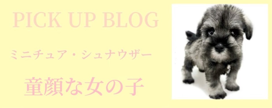 ミニチュア・シュナウザーブログ
