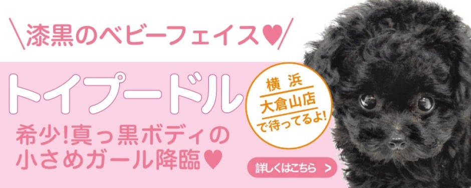 大倉山店おすすめベイビートイプードル