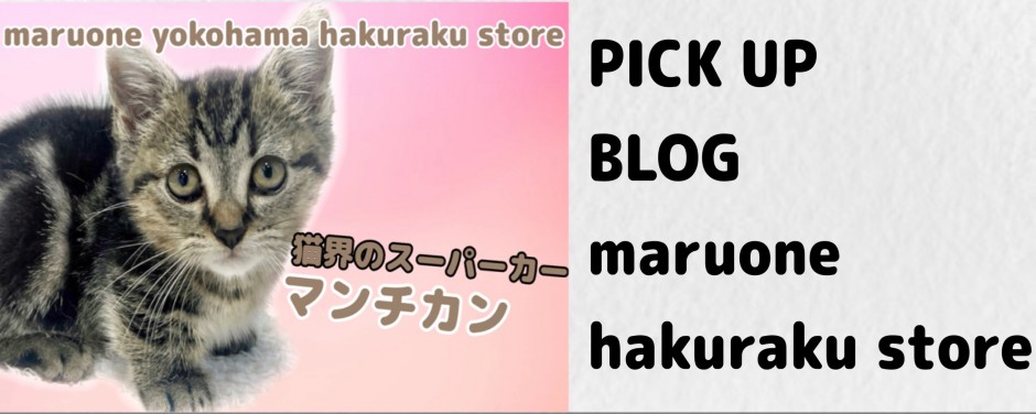 マンチカン