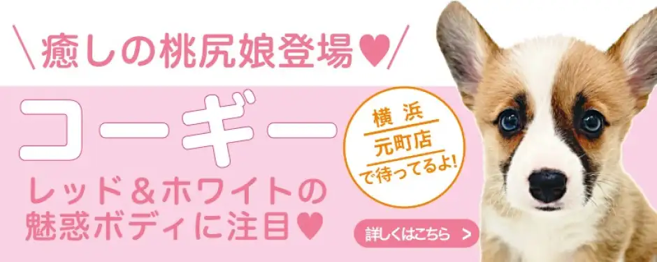 元町店おすすめベイビーコーギー