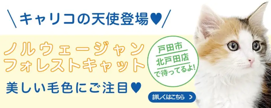 北戸田店おすすめベイビーノルウェージャンフォレストキャット