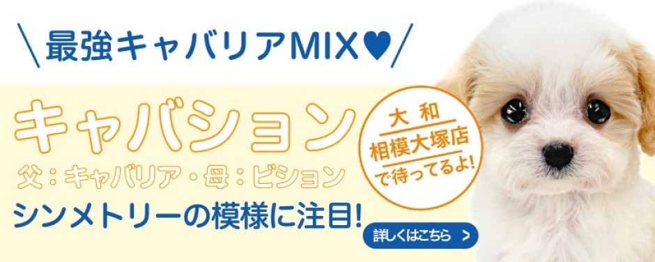 相模大塚店おすすめベイビーMIX