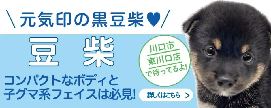 東川口店おすすめベイビー豆柴