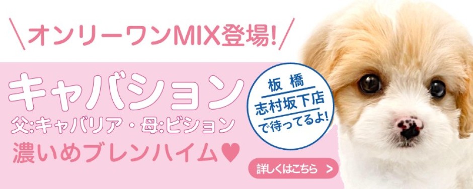 志村坂下店おすすめベイビーMIX