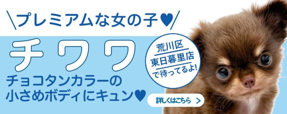 東日暮里店おすすめベイビーチワワ