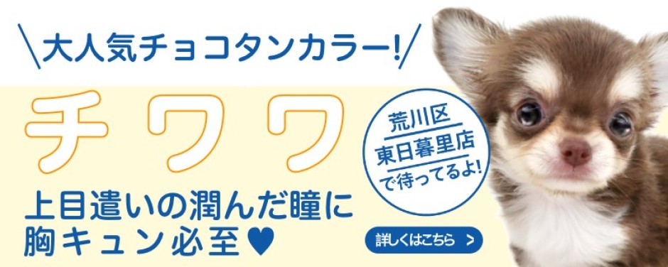 東日暮里店おすすめベイビーチワワ