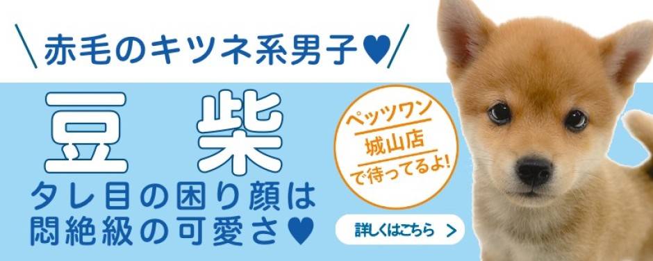 城山店おすすめベイビー豆柴