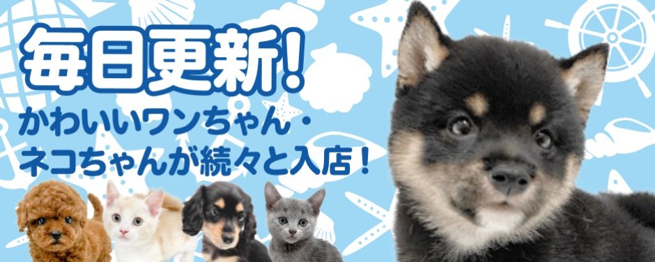 毎日更新スライド