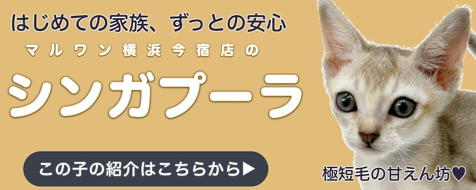 シンガプーラブログ