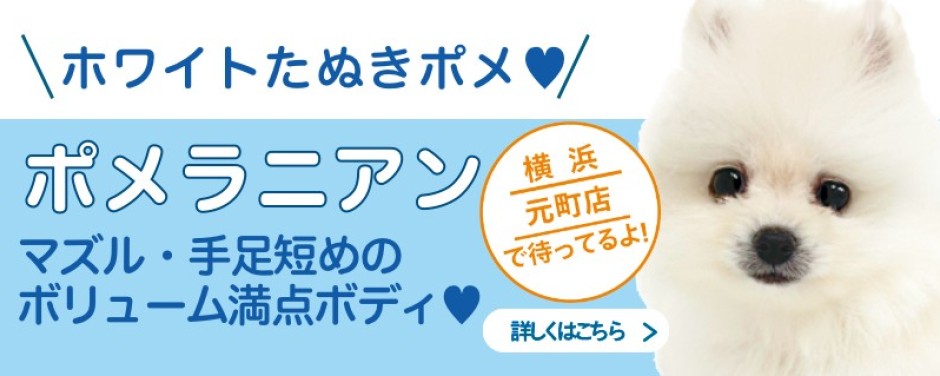 元町店おすすめベイビーポメラニアン