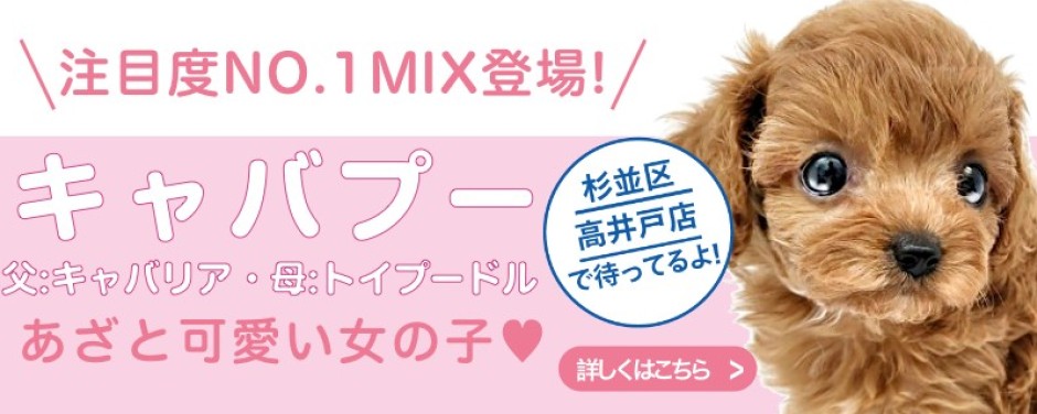 高井戸店おすすめベイビーMIX