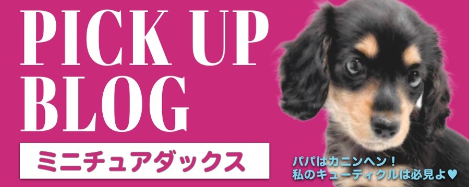 blog-ダックス