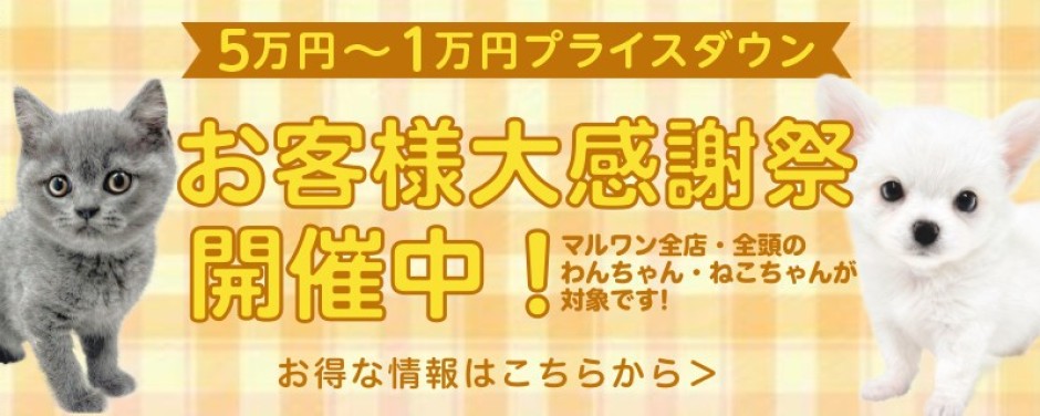 お客様大感謝祭