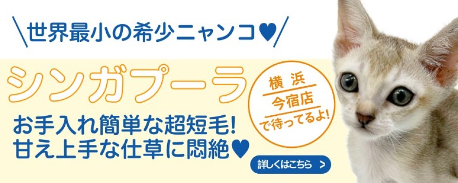今宿店おすすめベイビーシンガプーラ