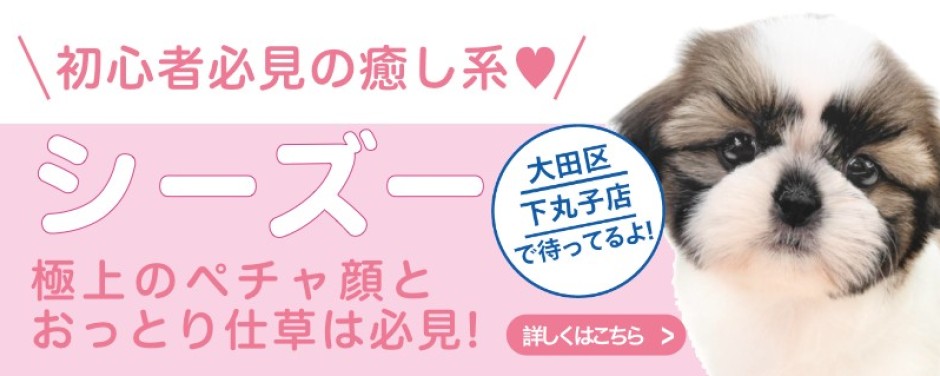 下丸子店おすすめベイビーシーズー