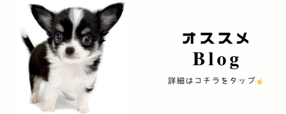 チワワ