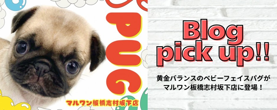 ぱぐ