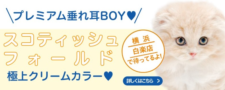 白楽店おすすめベイビースコティッシュフォールド