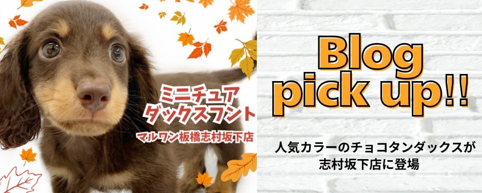 ダックス