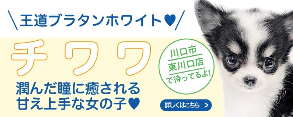 東川口店おすすめベイビーチワワ