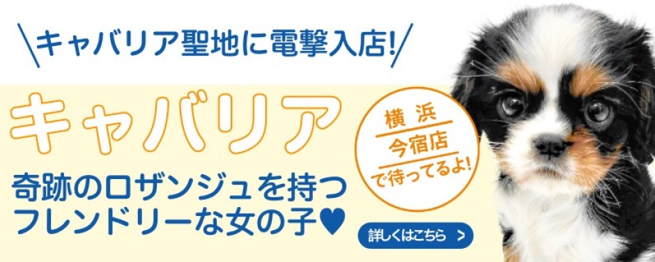 今宿店おすすめベイビーキャバリア