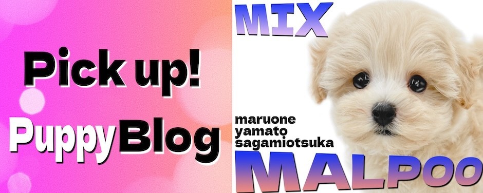 相模大塚店-マルプー