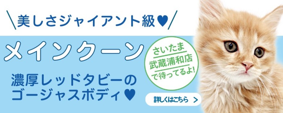 武蔵浦和店おすすめベイビーメインクーン