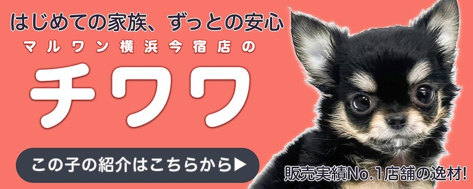 チワワブログ