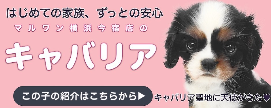 キャバリアブログ