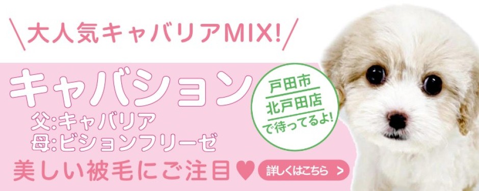 北戸田店おすすめベイビーMIX