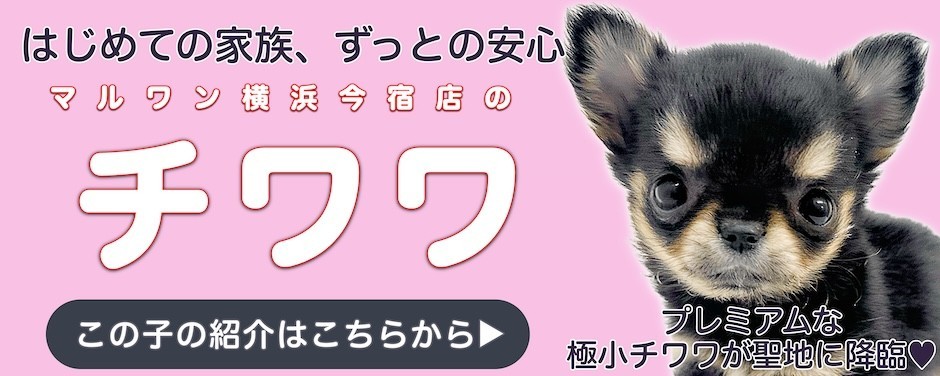 チワワブログ