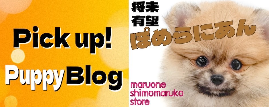 下丸子店スライド-ポメ