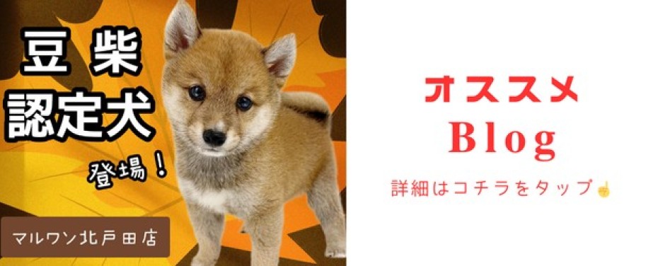 豆柴