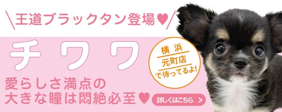 元町店おすすめベイビーチワワ