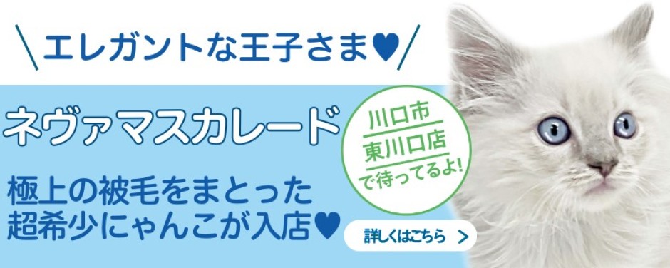 東川口店おすすめベイビーネヴァマスカレード