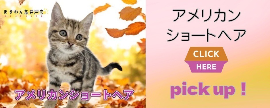 高井戸店アメショ