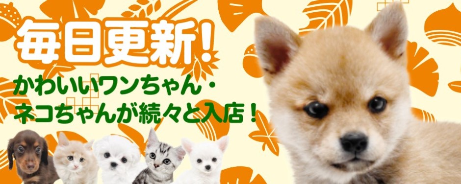 毎日更新スライド
