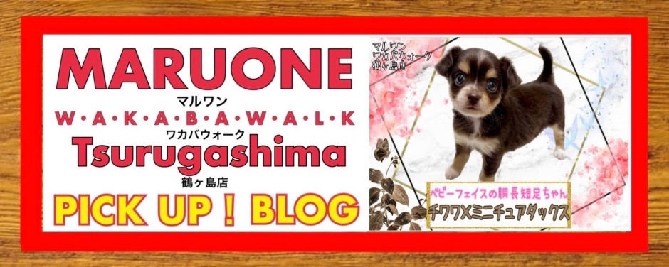 ワカバウォーク鶴ヶ島店 PICK UP BLOG CAT