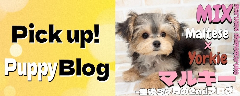 下丸子店-マルキー