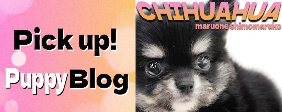 下丸子店-チワワ