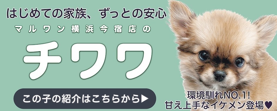 チワワスライド