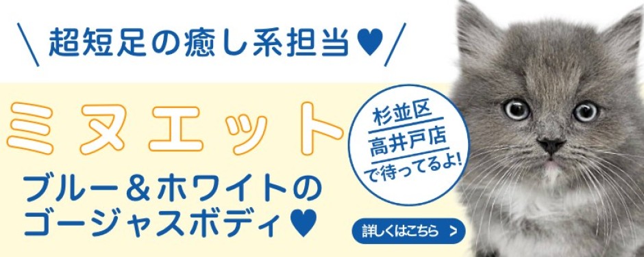 高井戸店おすすめベイビーミヌエット