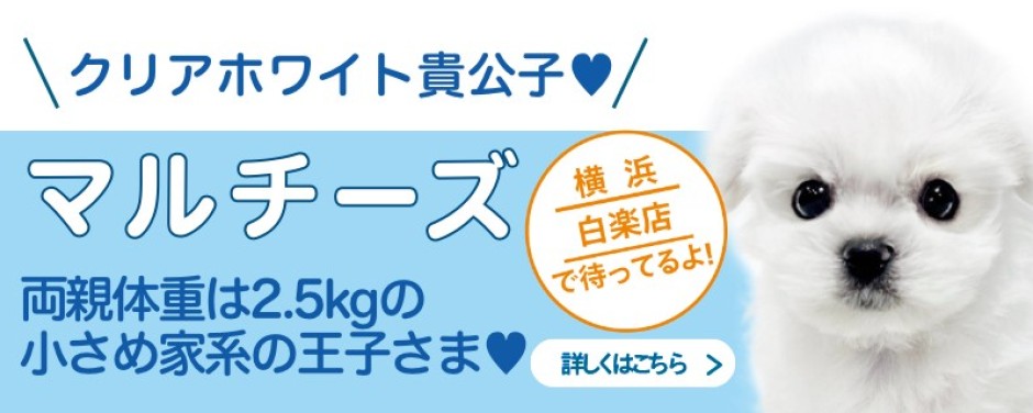 白楽店おすすめベイビーマルチーズ