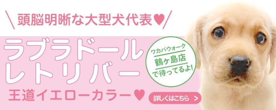 鶴ヶ島店オススメラブラドールレトリバー