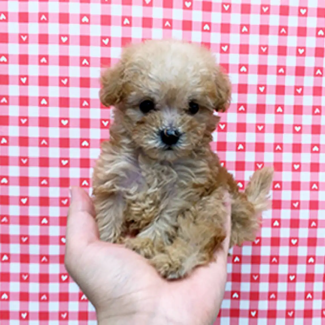 トイ・プードル